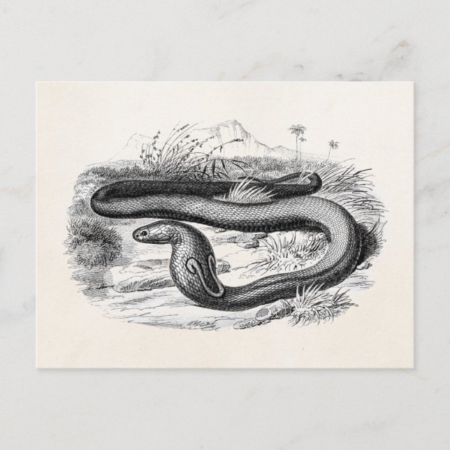 Postal Dibujo de Cobra Snake Retro Cobras de los años 180 (Anverso)