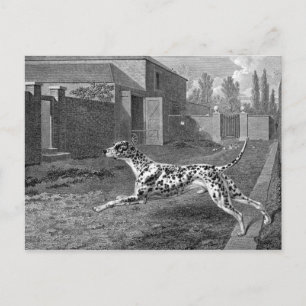Postal Dibujo de cosecha de perros de Dalmacia