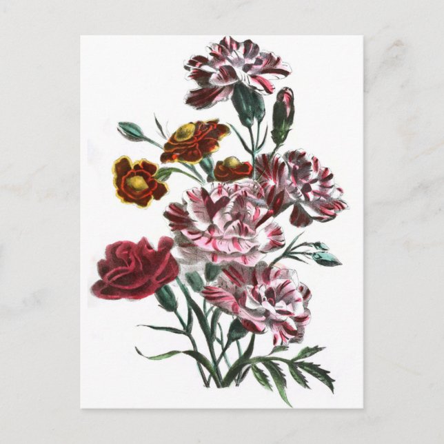 Postal Dibujo de época: Flores rosadas flamencas (Anverso)