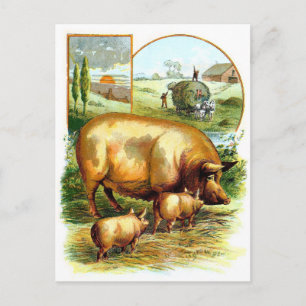 Postal Dibujo de época: Madre cerdo con lechones