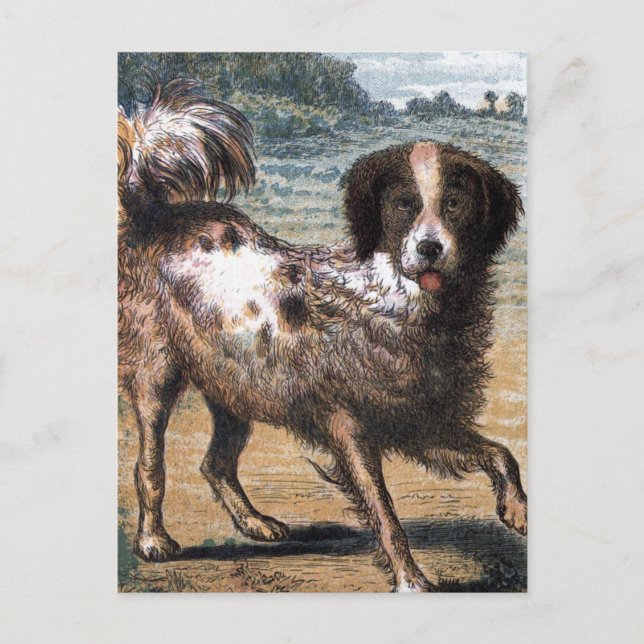 Postal Dibujo de época: Un perro callejero (Anverso)