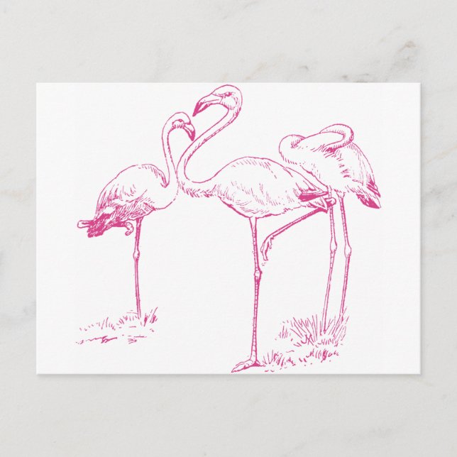 Postal Dibujo de flamencos rosados (Anverso)