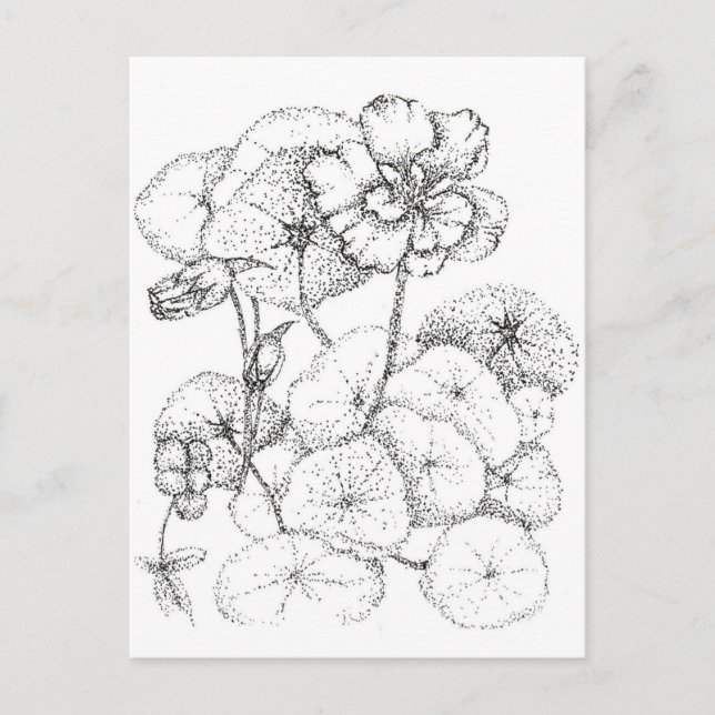 Postal Dibujo de flor de nasturcia con pluma y tinta (Anverso)