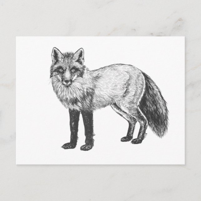 Postal Dibujo de Fox (Anverso)