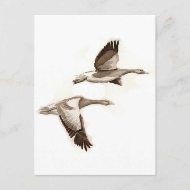 Postal Dibujo de gansos voladores (Anverso)
