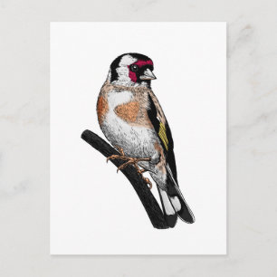 Postal Dibujo de Goldfinch