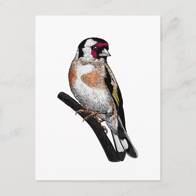 Postal Dibujo de Goldfinch (Anverso)