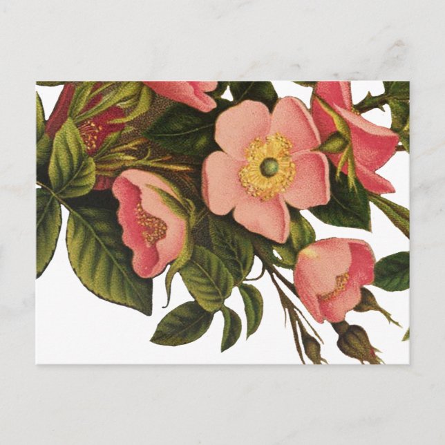 Postal Dibujo de Ilustracion de arte de flores de Rosa an (Anverso)