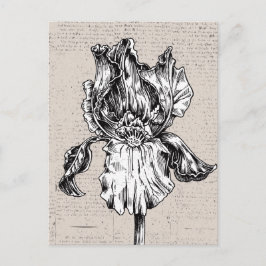 Postal Dibujo de iris vintage