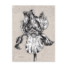 Dibujo de iris vintage