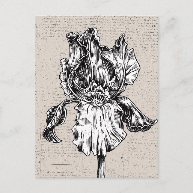 Postal Dibujo de iris vintage (Anverso)
