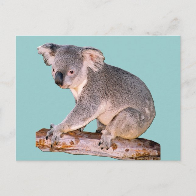 Postal Dibujo de Koala (Anverso)