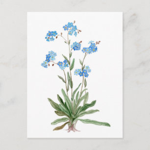 Postal Dibujo de la acuarela de la flor de la nomeolvides