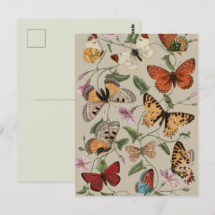 Postal Dibujo de la Colección de Mariposas y Polillas de