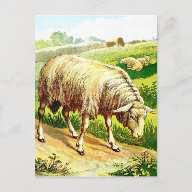 Postal Dibujo de la cosecha: La oveja (Anverso)