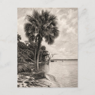 Postal Dibujo de la costa de la vieja Florida en grafito