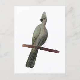 Postal Dibujo de lápiz de ave de efecto gris