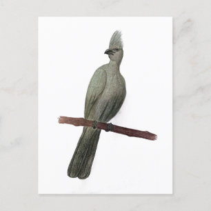 Postal Dibujo de lápiz de ave de efecto gris