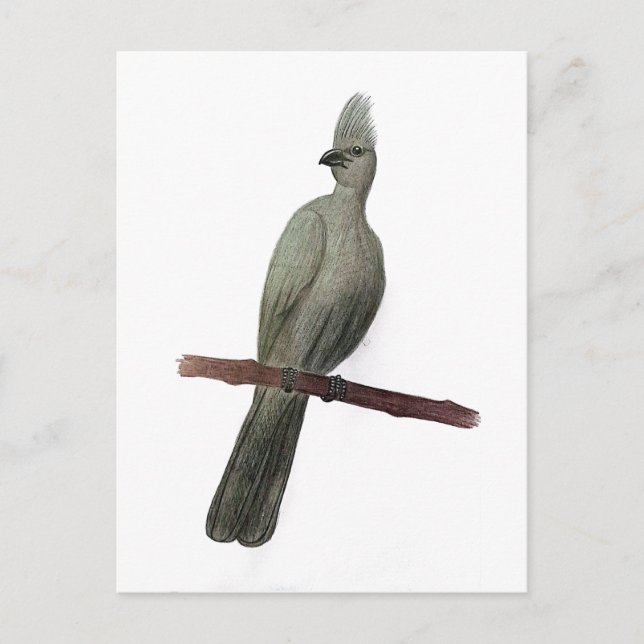 Postal Dibujo de lápiz de ave de efecto gris (Anverso)