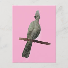 Postal Dibujo de lápiz de ave de efecto gris