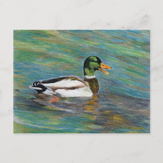 Postal Dibujo de lápiz de color mallard Duck (Anverso)