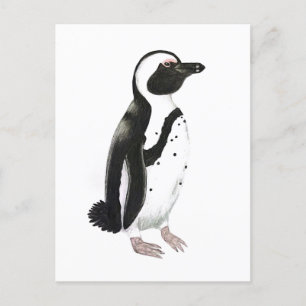 Postal Dibujo de lápiz de pingüino africano