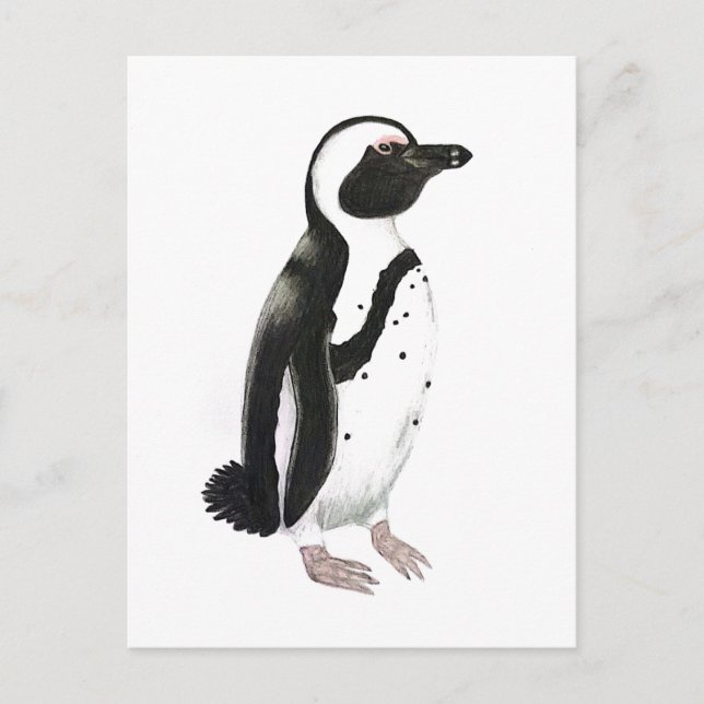 Postal Dibujo de lápiz de pingüino africano (Anverso)