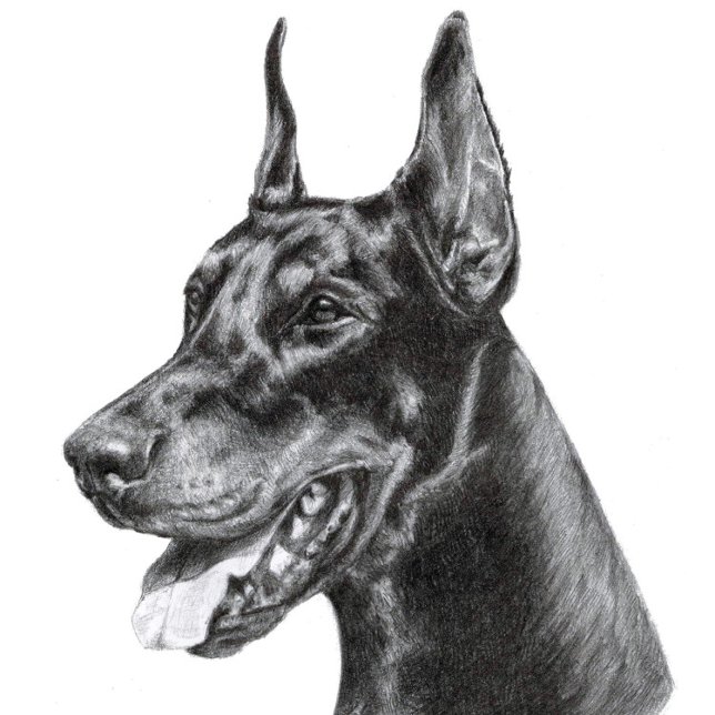 Postal Dibujo de lápiz doberman (Doberman Pencil Drawing
)