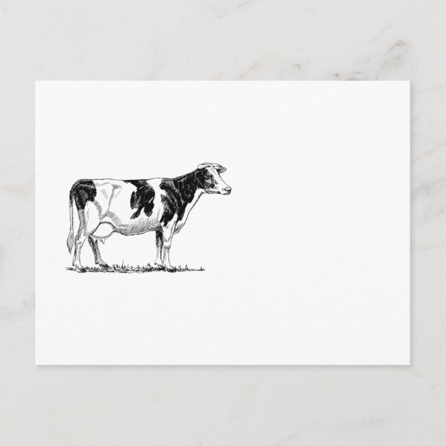 Postal Dibujo de lápiz Fresian Dairy Cow Holstein (Anverso)