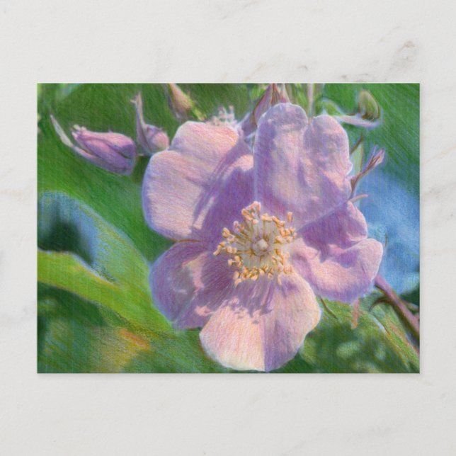 Postal Dibujo de medios mixtos Rosa salvaje (Anverso)
