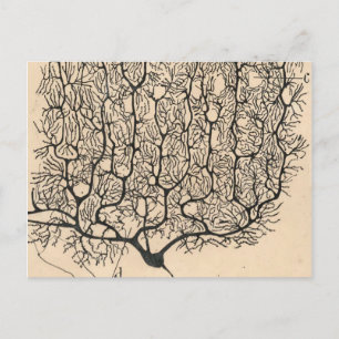 Postal Dibujo De Neuronas Por Santiago Ramón Y Cajal