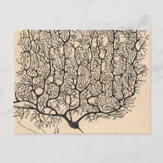 Postal Dibujo De Neuronas Por Santiago Ramón Y Cajal