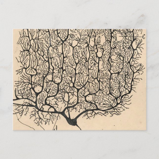 Postal Dibujo De Neuronas Por Santiago Ramón Y Cajal (Anverso)
