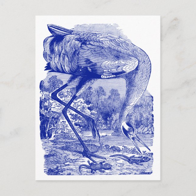 Postal Dibujo de pájaros de época | Azul | Grúa cebadora (Anverso)