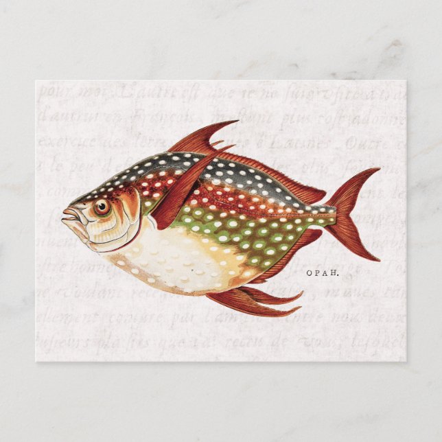 Postal Dibujo de peces deportivos tropicales Opah del sig