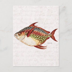 Postal Dibujo de peces deportivos tropicales Opah del sig