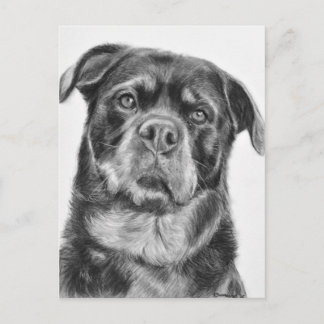 Postal Dibujo de Rottweiler