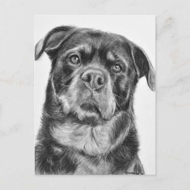 Postal Dibujo de Rottweiler (Anverso)