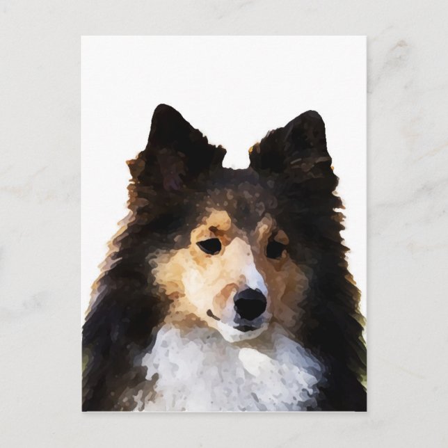 Postal Dibujo de Sheltie Dog (Anverso)