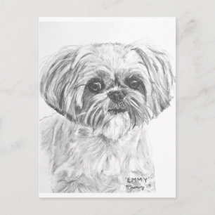 Postal Dibujo de Shih Tzu