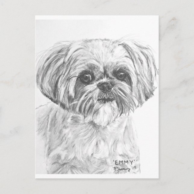 Postal Dibujo de Shih Tzu (Anverso)