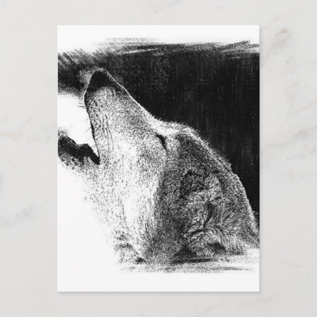 Postal Dibujo de sketch de lobo gris negro y blanco (Anverso)