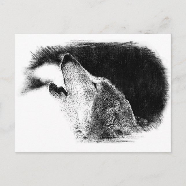 Postal Dibujo de sketch de lobo gris negro y blanco (Anverso)