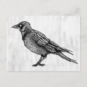 Postal Dibujo De Tinta De Horror En Blanco Y Negro Raven