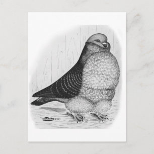 Postal Dibujo de tinta de pichón de búho chino