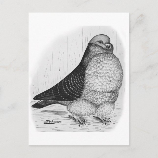 Postal Dibujo de tinta de pichón de búho chino (Anverso)