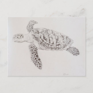 Postal Dibujo de tortuga marina costera