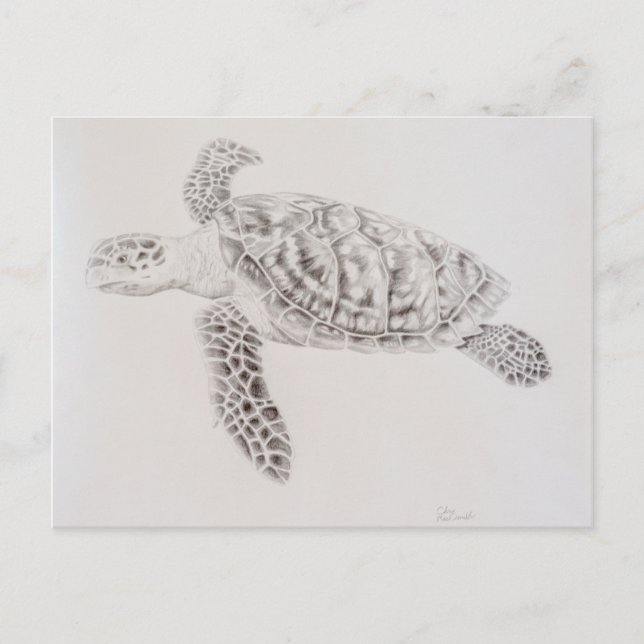 Postal Dibujo de tortuga marina costera (Anverso)