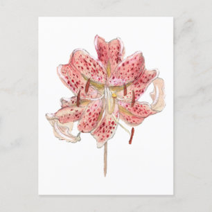 Postal Dibujo de una flor roja vintage de Samuel Colman