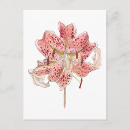 Postal Dibujo de una flor roja vintage de Samuel Colman